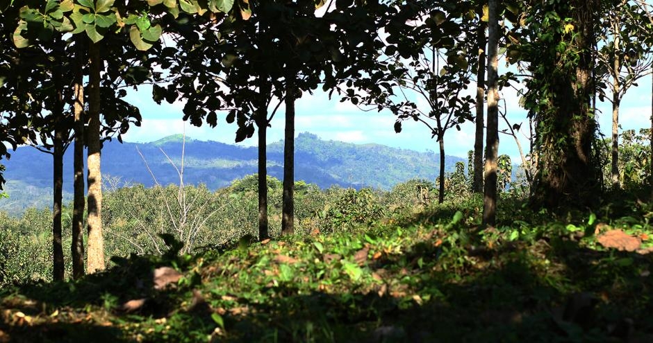 The Nicaforest High Impact Reforestation Program, Nicaragua